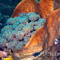 Coral, Sponge, photo taken in Indonesia, North Sulawesi, Lembeh Strait, Goby a Crab