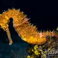 Thorny Seahorse (Hippocampus histrix), photo taken in Indonesia, North Sulawesi, Lembeh Strait, Hairball