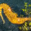 Thorny Seahorse (Hippocampus Histrix)