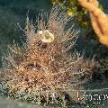 Hairy Frogfish (Antennarius Striatus)