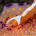 Emperor Shrimp (Periclimenes imperator), Nudibranch (Ceratosoma trilobatum), photo taken in Indonesia, North Sulawesi, Lembeh Strait, Hairball