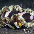 Klark’s Anemonefish (Amphiprion clarkii), photo taken in Indonesia, North Sulawesi, Lembeh Strait, Hairball