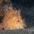 Hairy Frogfish (Antennarius Striatus)