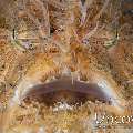 Hairy Frogfish (Antennarius striatus)