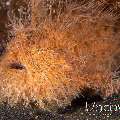 Hairy Frogfish (Antennarius Striatus)