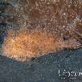 Hairy Frogfish (Antennarius Striatus)