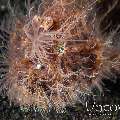 Hairy Frogfish (Antennarius Striatus)