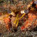 Hermit Crab