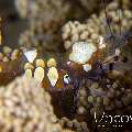 Peacock-tail Anemone Shrimp (Periclemes Brevicarpalis)