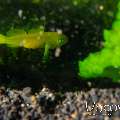 Yellow Clown Goby (Gobiodon Okinawae)