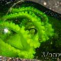 Coconut Octopus (Amphioctopus Marginatus)