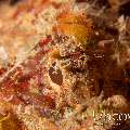 , photo taken in Indonesia, North Sulawesi, Lembeh Strait, Pintu Colada 2