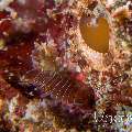 Parasite, Tassled Scorpionfish (Scorpaenopsis oxycephala), photo taken in Indonesia, North Sulawesi, Lembeh Strait, Pintu Colada 2