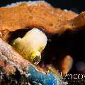 Shorthead fangblenny (Petroscirtes breviceps), photo taken in Indonesia, North Sulawesi, Lembeh Strait, Pintu Colada 2