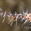 Ornate Ghost Pipefish (Solenostomus Paradoxus)