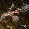 Ornate Ghost Pipefish (Solenostomus Paradoxus)