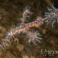 Ornate Ghost Pipefish (Solenostomus Paradoxus)