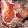 Nudibranch