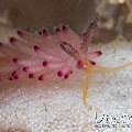 Nudibranch