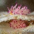 Nudibranch, photo taken in Indonesia, North Sulawesi, Lembeh Strait, Pintu Colada 2
