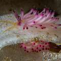 Nudibranch