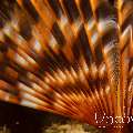 Indian Feather Duster Worm (Sabellastarte Spectabilis)