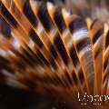 Indian Feather Duster Worm (Sabellastarte Spectabilis)