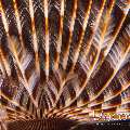 Indian Feather Duster Worm (Sabellastarte spectabilis), photo taken in Indonesia, North Sulawesi, Lembeh Strait, Pintu Colada 2