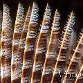 Indian Feather Duster Worm (Sabellastarte Spectabilis)