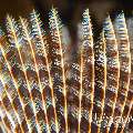 Indian Feather Duster Worm (Sabellastarte Spectabilis)