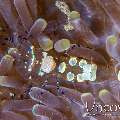 Peacock-tail Anemone Shrimp (Periclemes Brevicarpalis)