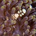 Peacock-tail Anemone Shrimp (Periclemes Brevicarpalis)