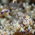 Holthuis' Anemone Shrimp (Ancylomenes holthuisi)