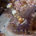 Peacock-tail Anemone Shrimp (Periclemes Brevicarpalis)