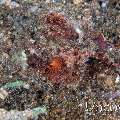 , photo taken in Indonesia, North Sulawesi, Lembeh Strait, Pante Abo , photo taken in Indonesia, North Sulawesi, Lembeh Strait, Pante Abo