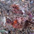 , photo taken in Indonesia, North Sulawesi, Lembeh Strait, Pante Abo , photo taken in Indonesia, North Sulawesi, Lembeh Strait, Pante Abo