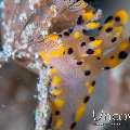 Nudibranch