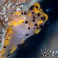 Nudibranch