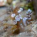 Sexy Shrimp (Thor amboinensis), photo taken in Indonesia, North Sulawesi, Lembeh Strait, Pante Abo