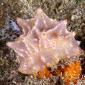 Nudibranch (Halgerda batangas), photo taken in Indonesia, North Sulawesi, Lembeh Strait, Pante Abo