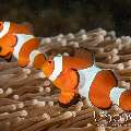 False Clown Anemonefish (Amphiprion Ocellaris)