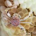 Spotted porcelain crab (Neopetrolisthes maculatus), photo taken in Indonesia, North Sulawesi, Lembeh Strait, Aer Prang 1