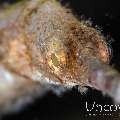 Slender pipefish (Microphis caudocarinatus)