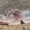 Long Arm Octopus (Abdopus Sp.)