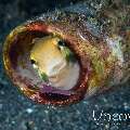 Shorthead fangblenny (Petroscirtes breviceps), photo taken in Indonesia, North Sulawesi, Lembeh Strait, Aer Prang 1