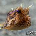 Thornback Cowfish (Lactoria Fomasini)