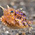 Thornback Cowfish (Lactoria Fomasini)