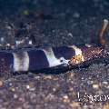 Napoleon Snake Eel (Ophichthus Bonaparti)