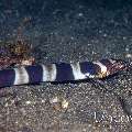 Napoleon snake eel (Ophichthus bonaparti), photo taken in Indonesia, North Sulawesi, Lembeh Strait, Aer Prang 1