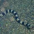 Napoleon Snake Eel (Ophichthus Bonaparti)